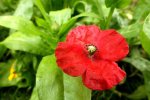 2013_0927Herbst0005 kl mohn.jpg