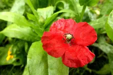 2013_0927Herbst0005 kl mohn.webp