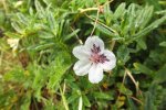 2013_0924Herbst0004.jpg