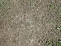 Verbrannter Rasen 006.webp