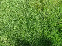 Verbrannter Rasen 008.webp