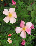_mutabilis_.webp