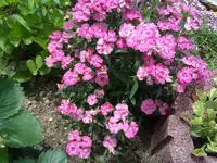 FEDERNELKE HOCH.webp