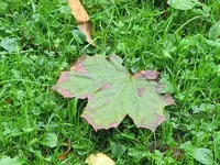 033.webp