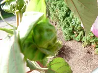 P1160731.webp