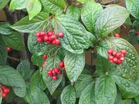 075.webp