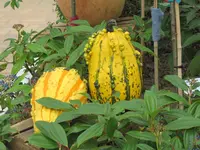 156.webp