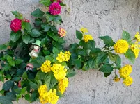 P1000769.webp