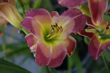 Sämling Hofstätter lila mit Wasserzeichen (2).webp