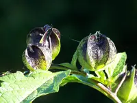 008.webp