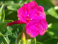 010.webp