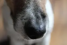 Nose of Elli.webp