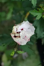 Gartenhibiskus 28.09.13.webp
