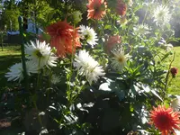 P1100022.webp