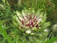 Bilda 0375.webp