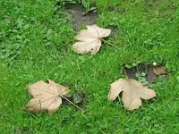 034.webp