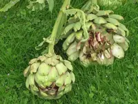 Bilda 0418.webp