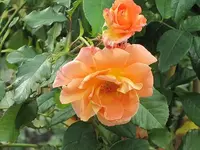 117.webp