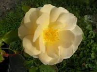 SAM_2158.webp