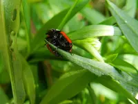 Marienkäfer-Akrobatik_7747.webp
