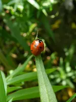 Marienkäfer-Akrobatik_7754.webp