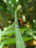 Marienkäfer-Akrobatik_7755.webp