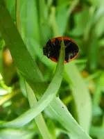 Marienkäfer-Akrobatik_7769.webp