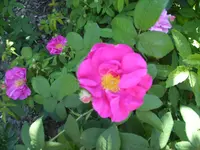 Apothekerrose 2 einzeln.webp