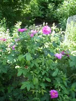 Apothekerrose 1.webp