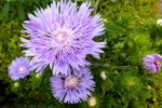 2013_0929Herbst0002PGkornblumenaster.JPG