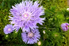kornblumenaster.webp