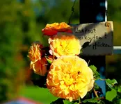 Aloha in der Nachblüte_1024.webp