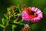 Schmetterling mit Wildbiene_1024.JPG