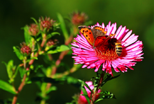 Schmetterling mit Wildbiene_1024.webp