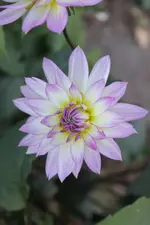 tmbt.webp