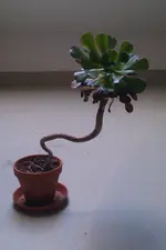 IMAG0512.webp
