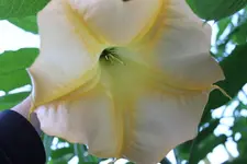 kgkl.webp