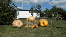 SAM_2530.webp