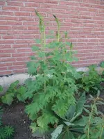 Rittersporn blau 1.webp