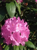 Rhodo3.webp