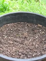 Wo ist die Lilie.webp