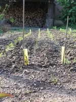 Gemüse1.webp Gemüse1.webp