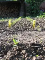 Gemüse.webp Gemüse.webp