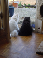 DSC00018.webp