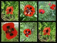 Mohn.webp