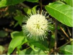 Knoepfchenblume.jpg