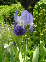 Die uralte Blaue.webp