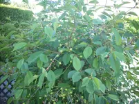 Gartenpflanzen 005_1.webp