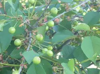 Gartenpflanzen 005_2.webp