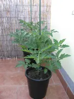 Tomaten 17.05.2009.webp